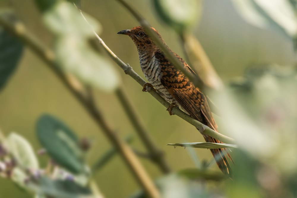 Female Cuckoo