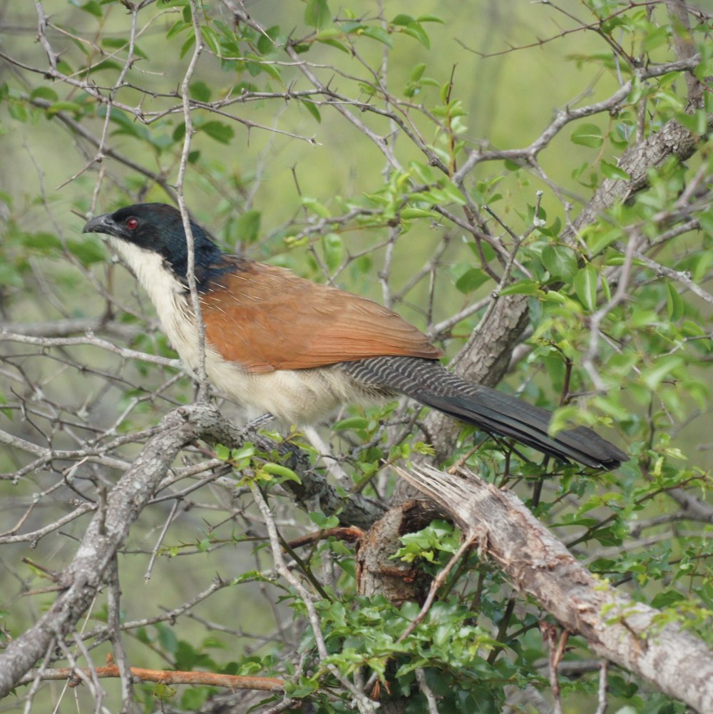 Burchell's Coucal