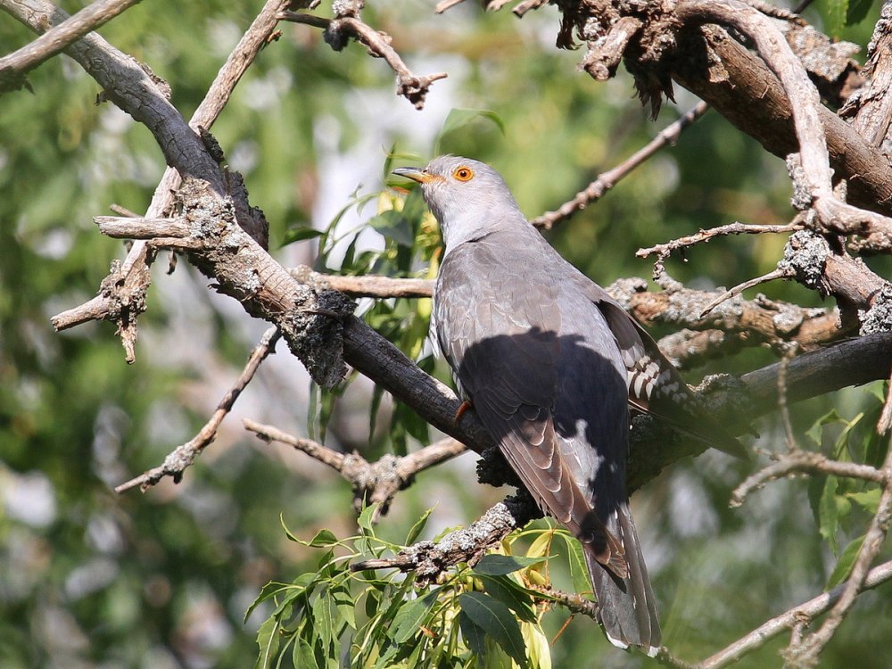 Canorus