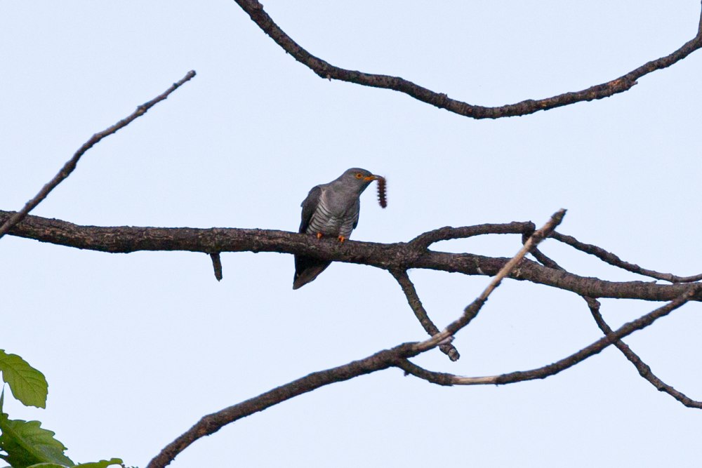 Sitta europaea amurensis