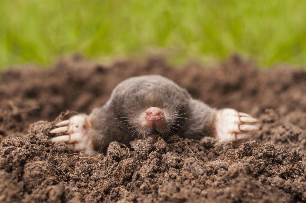 Mole talpa europaea