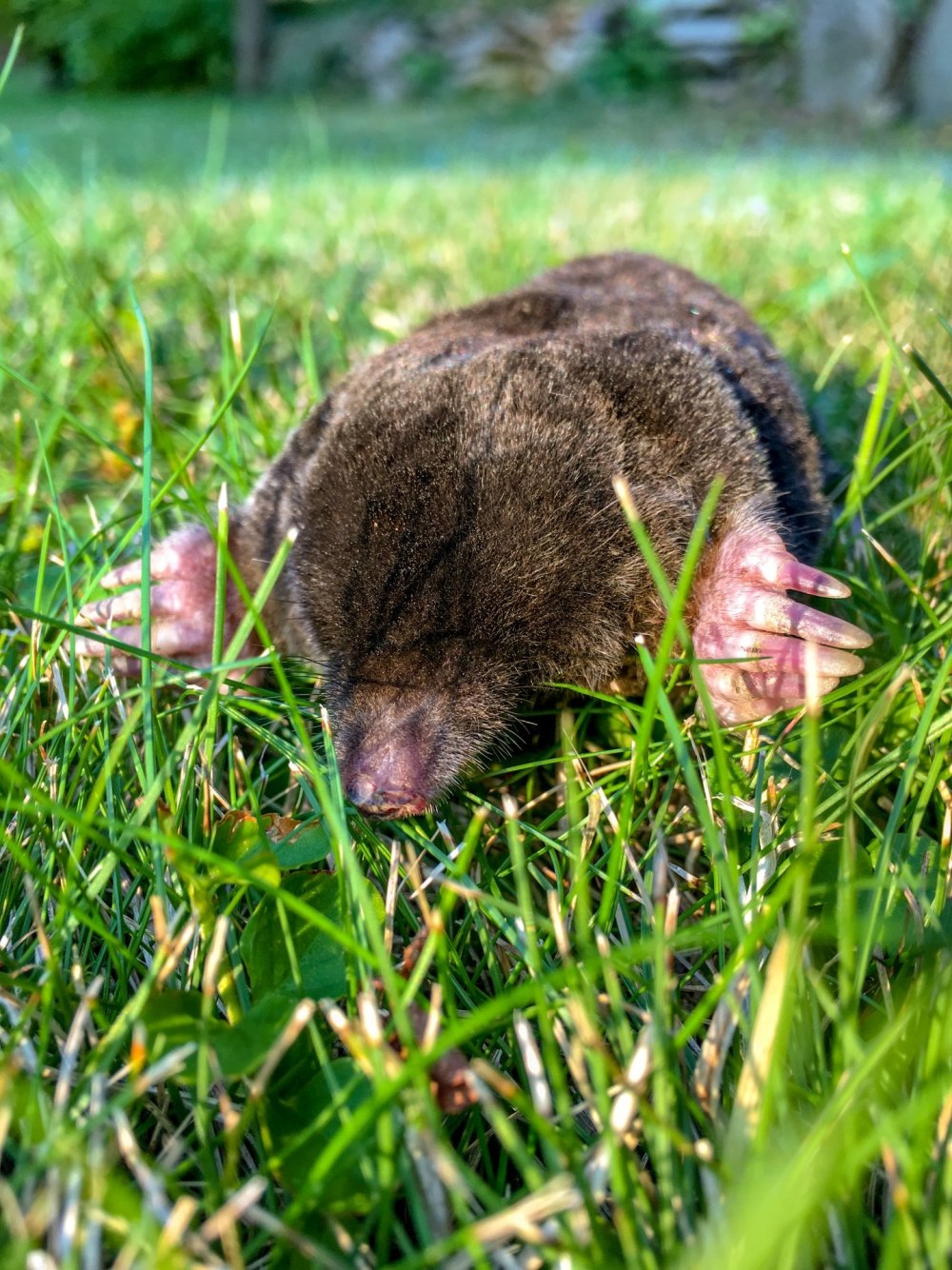 Крот Могера