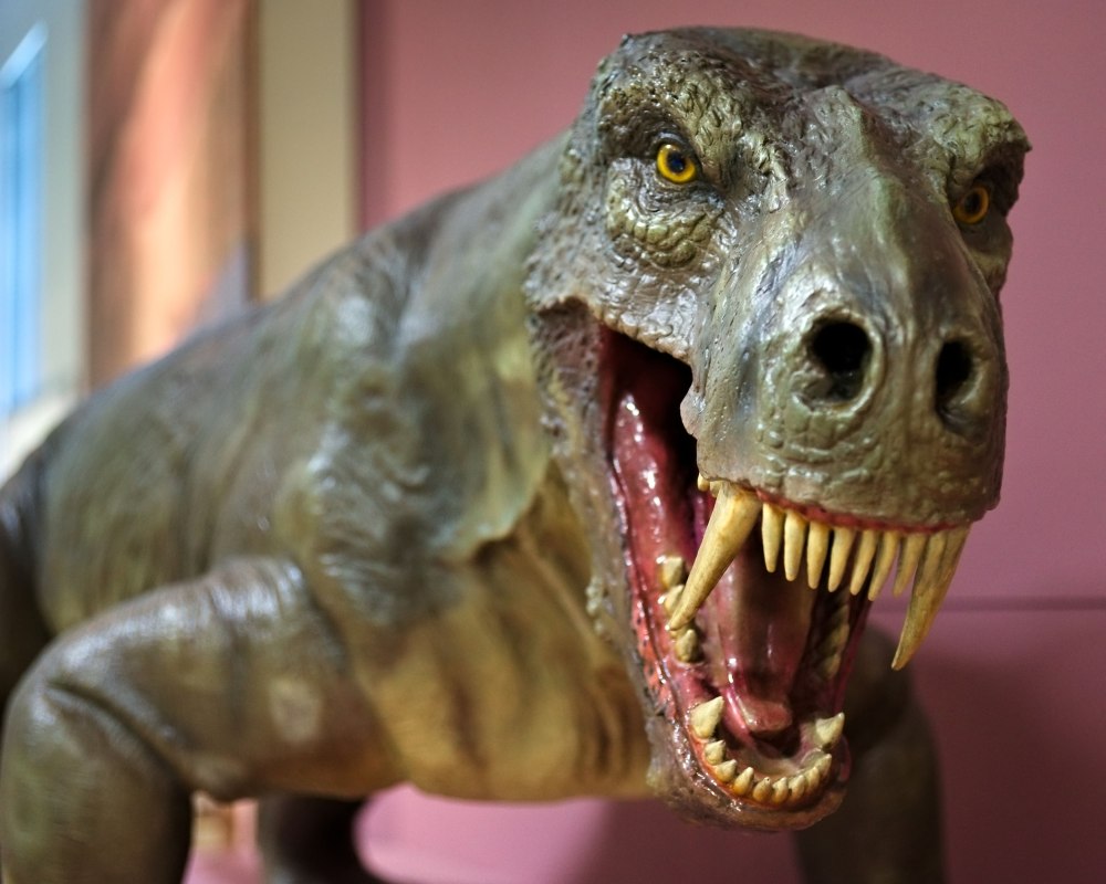 Dinogorgon rubidgei