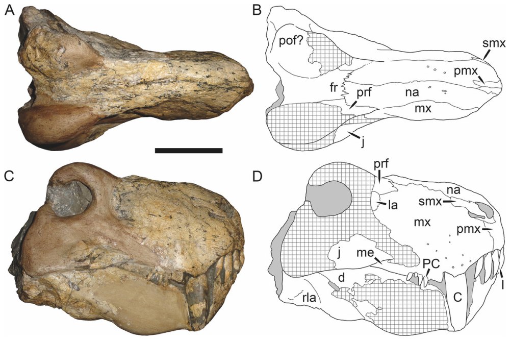 Dinogorgon rubidgei Scull