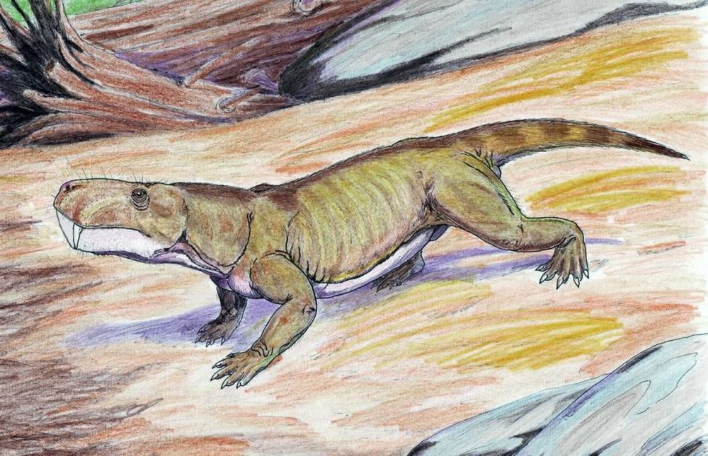Терапсиды рисунки художников