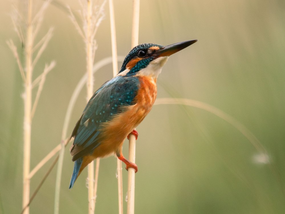 Зимородок битмес уюнмп3