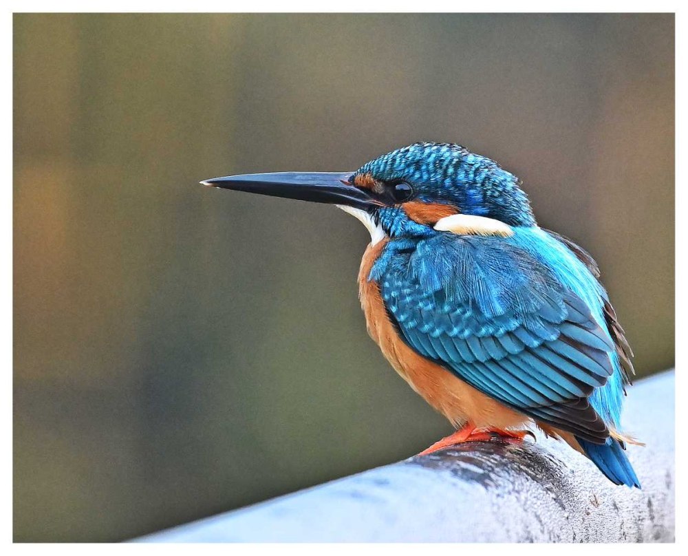 Королевский Зимородок