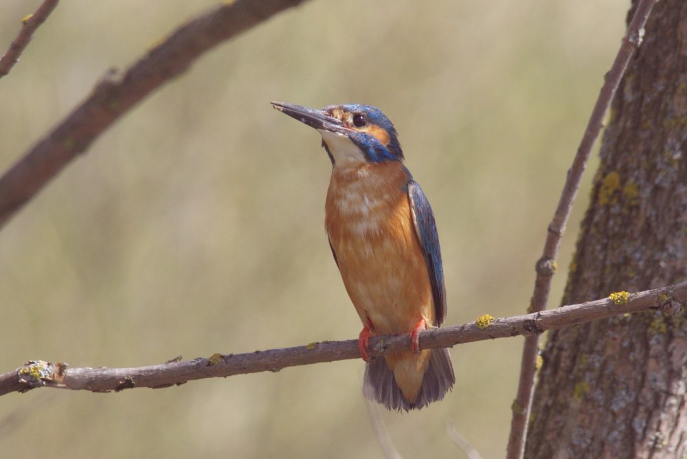 Зимородок Абхазии