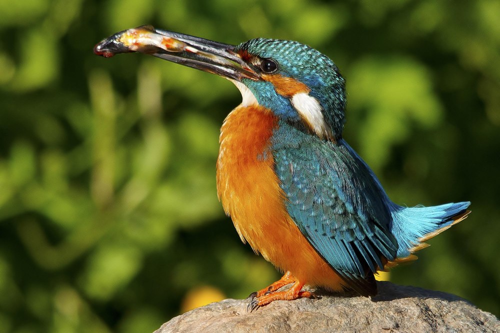 Ошейниковый Зимородок красная книга