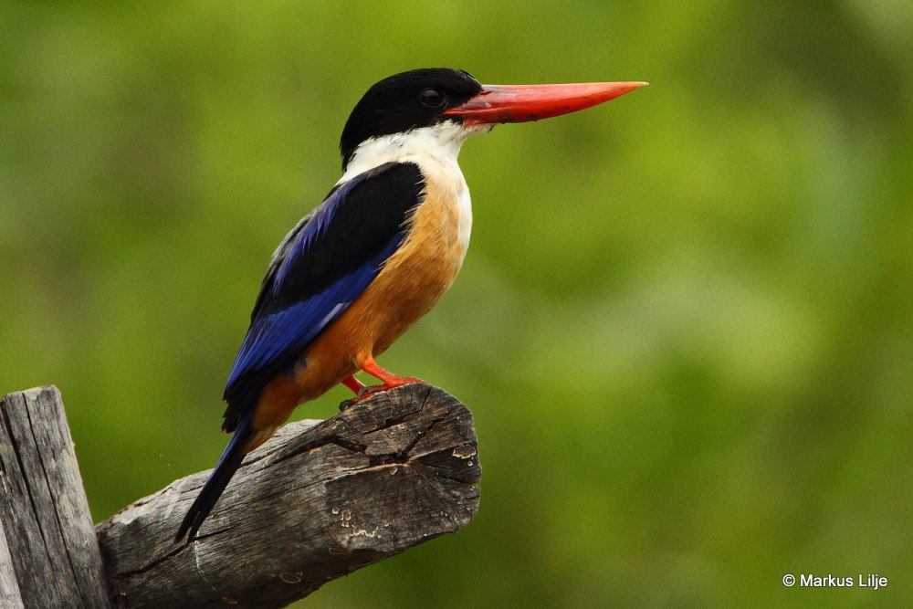 Ошейниковая Альциона