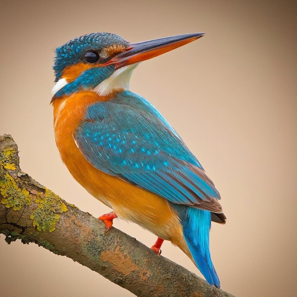 Восточный карликовый Зимородок