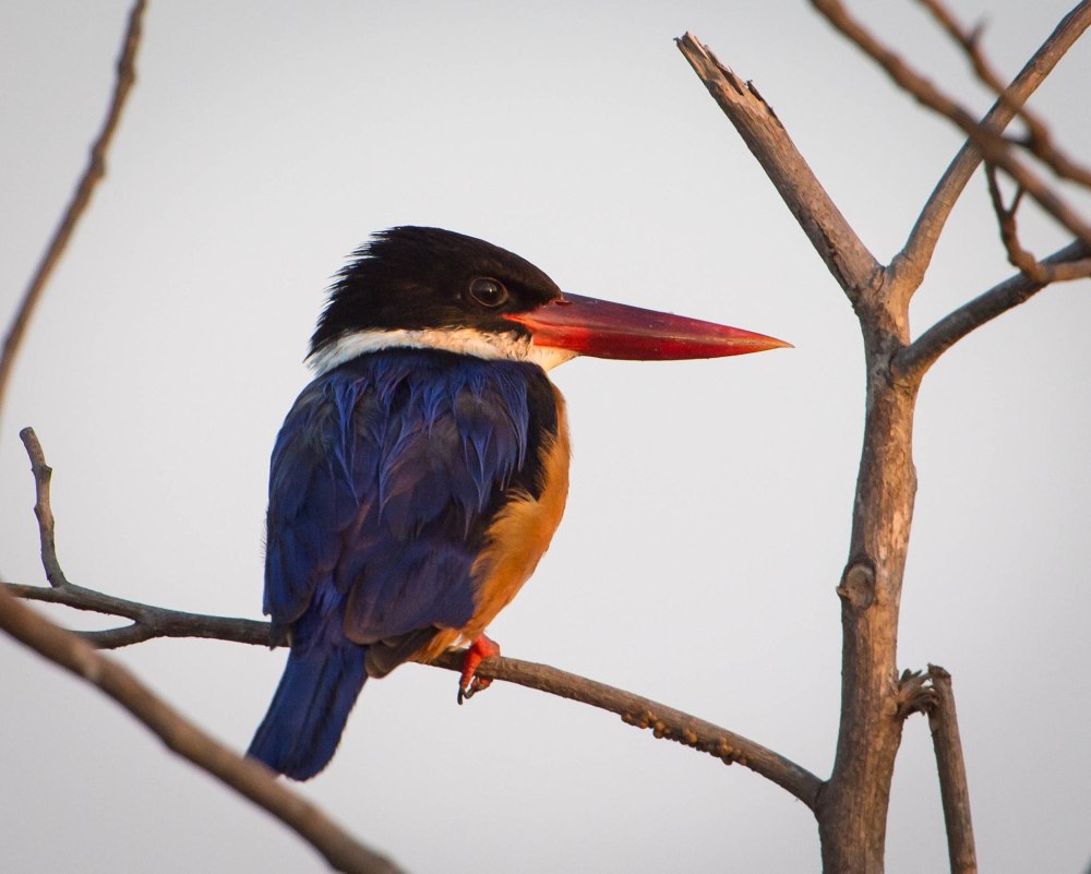 Ошейниковая Альциона