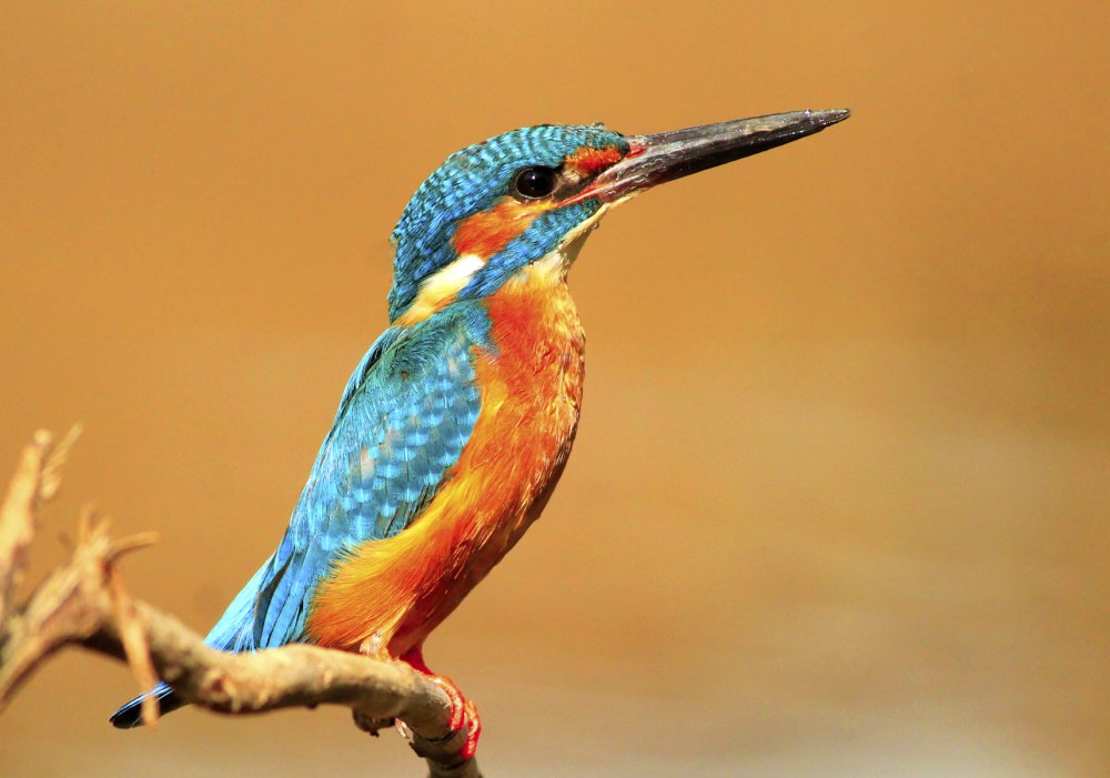 Королевский Зимородок