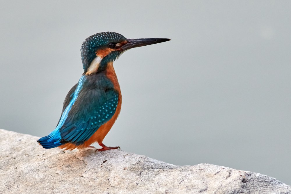 Королевский Зимородок