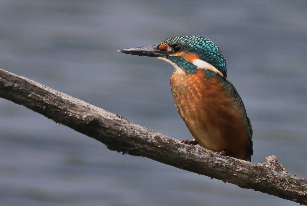 Зимородок Уральский