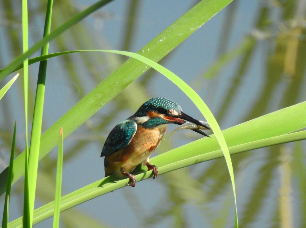 Зимородок обыкновенный в Узбекистане