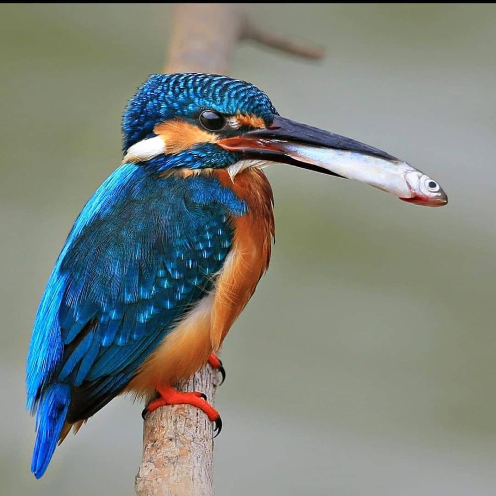 Карликовый Зимородок