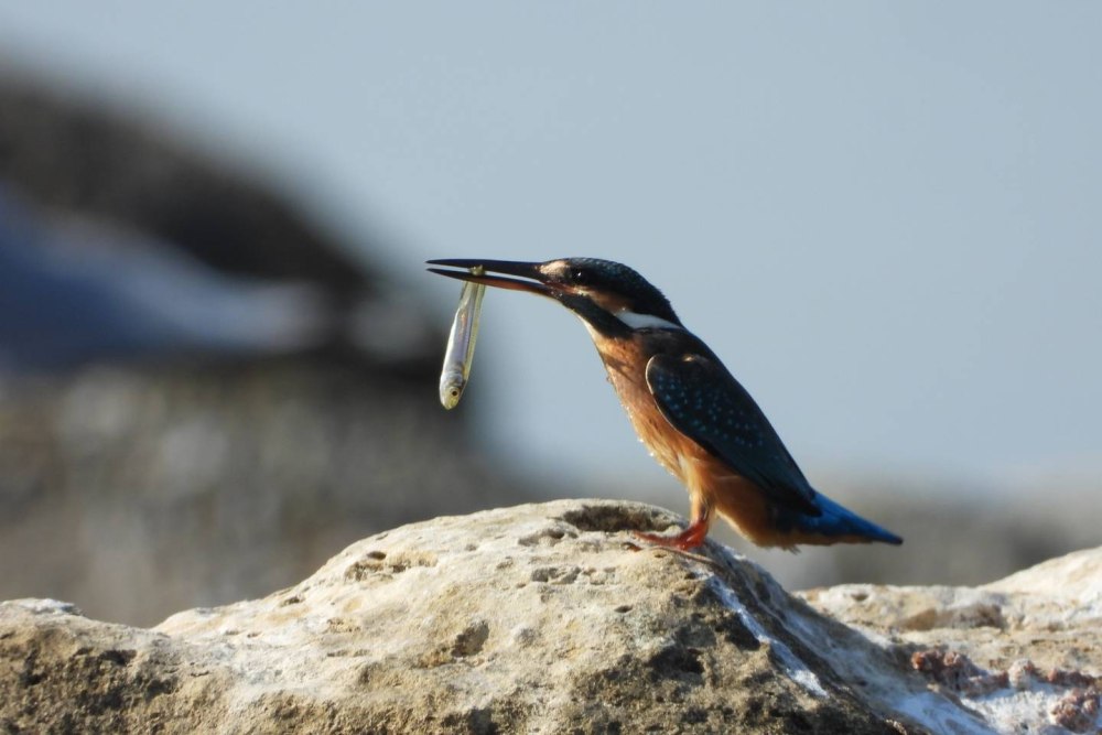 Птичка Зимородок фото