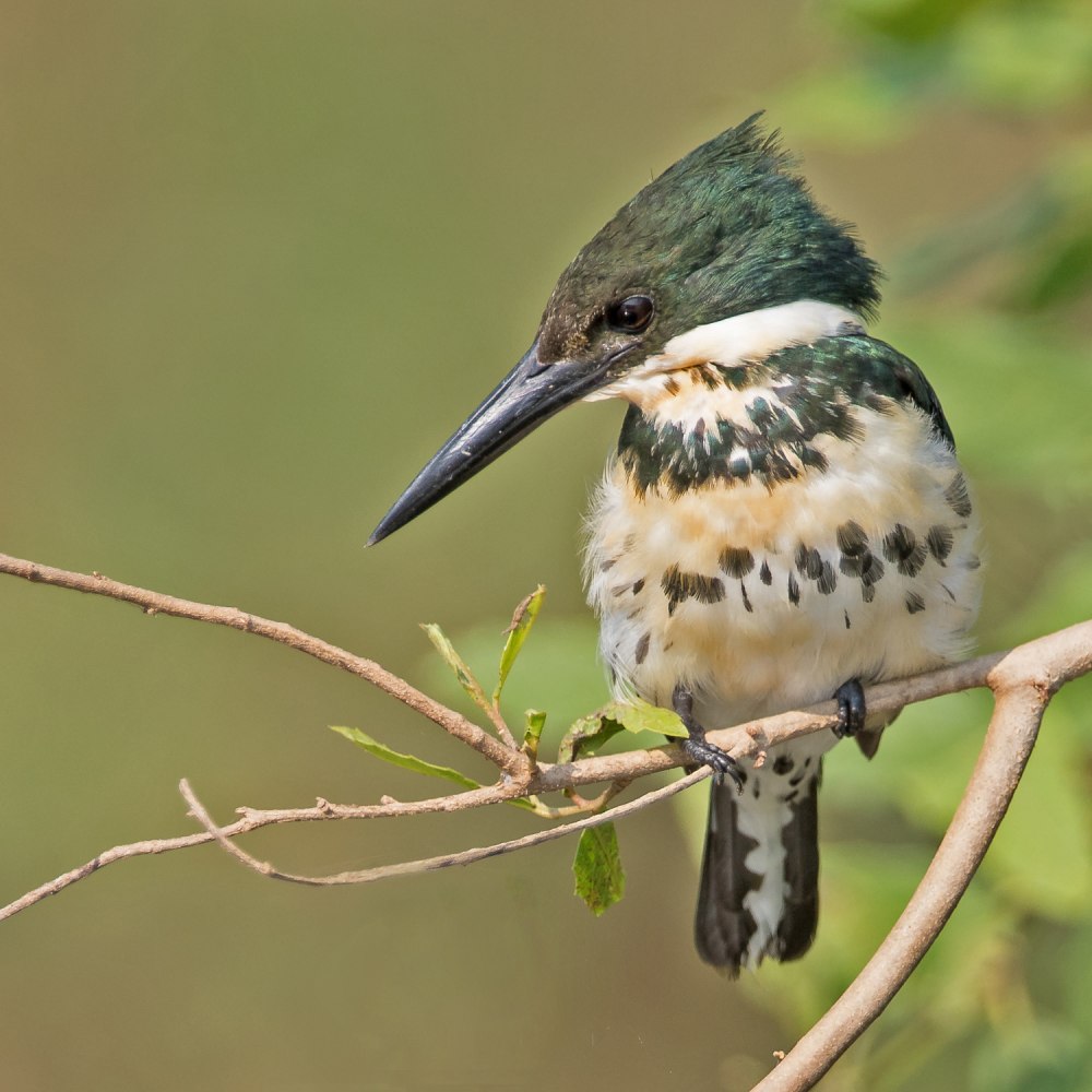 Полосатогрудый Зимородок