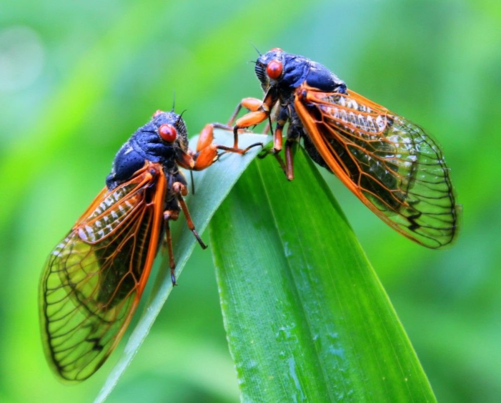 В Сочи зафиксировали нашествие цикад. Громкость их стрекота достигает 100 децибел