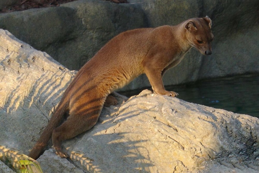 Фосса (Cryptoprocta Ferox)
