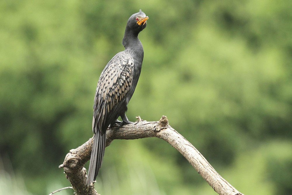 Microcarbo africanus