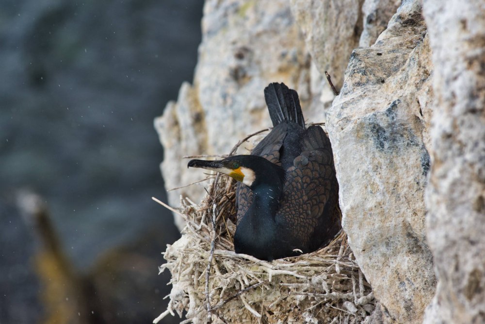 Большой Баклан Phalacrocorax Carbo