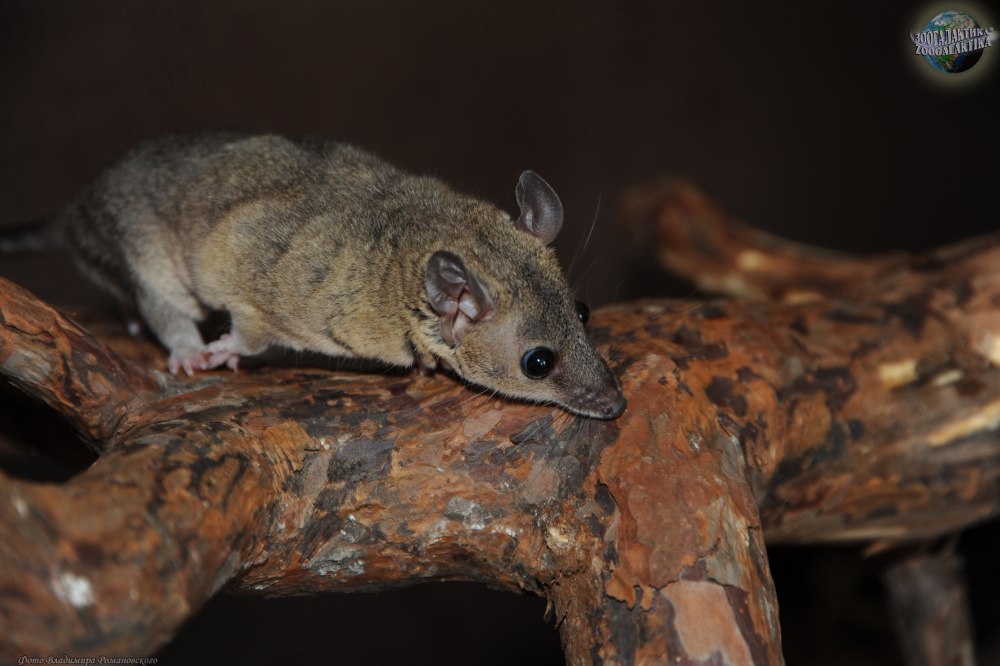 Short tailed Opossum