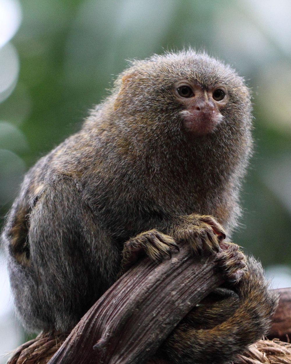 Cebuella pygmaea