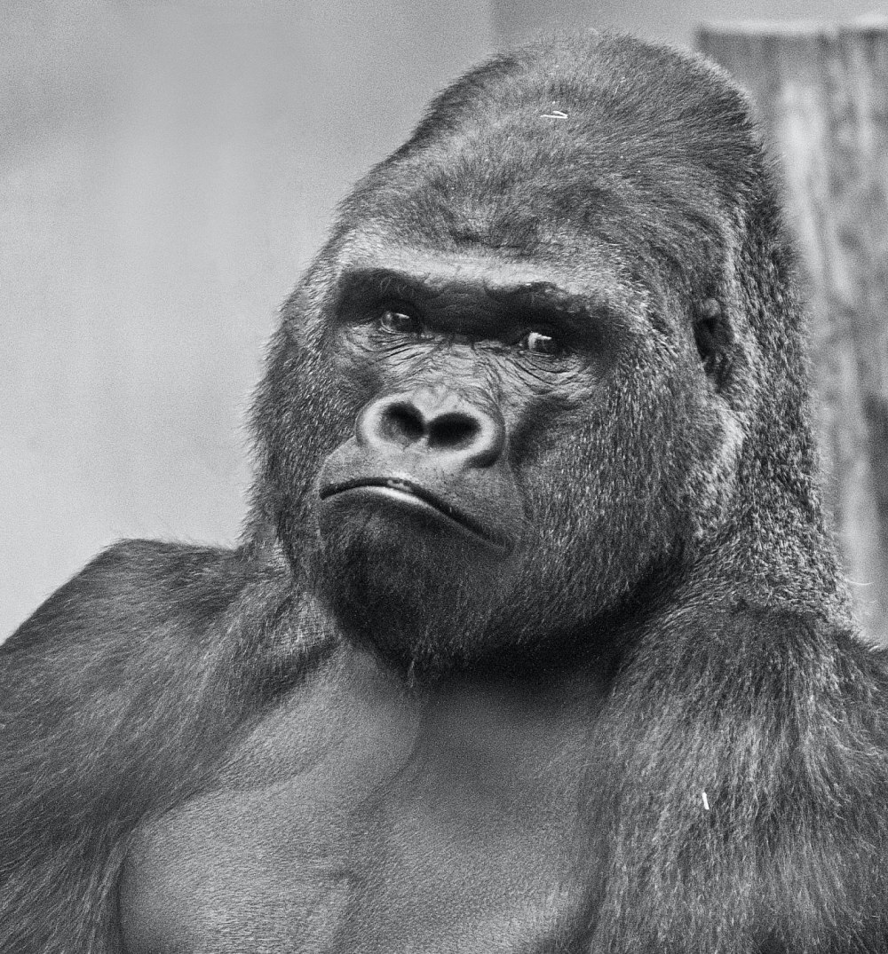 Gentel Monke