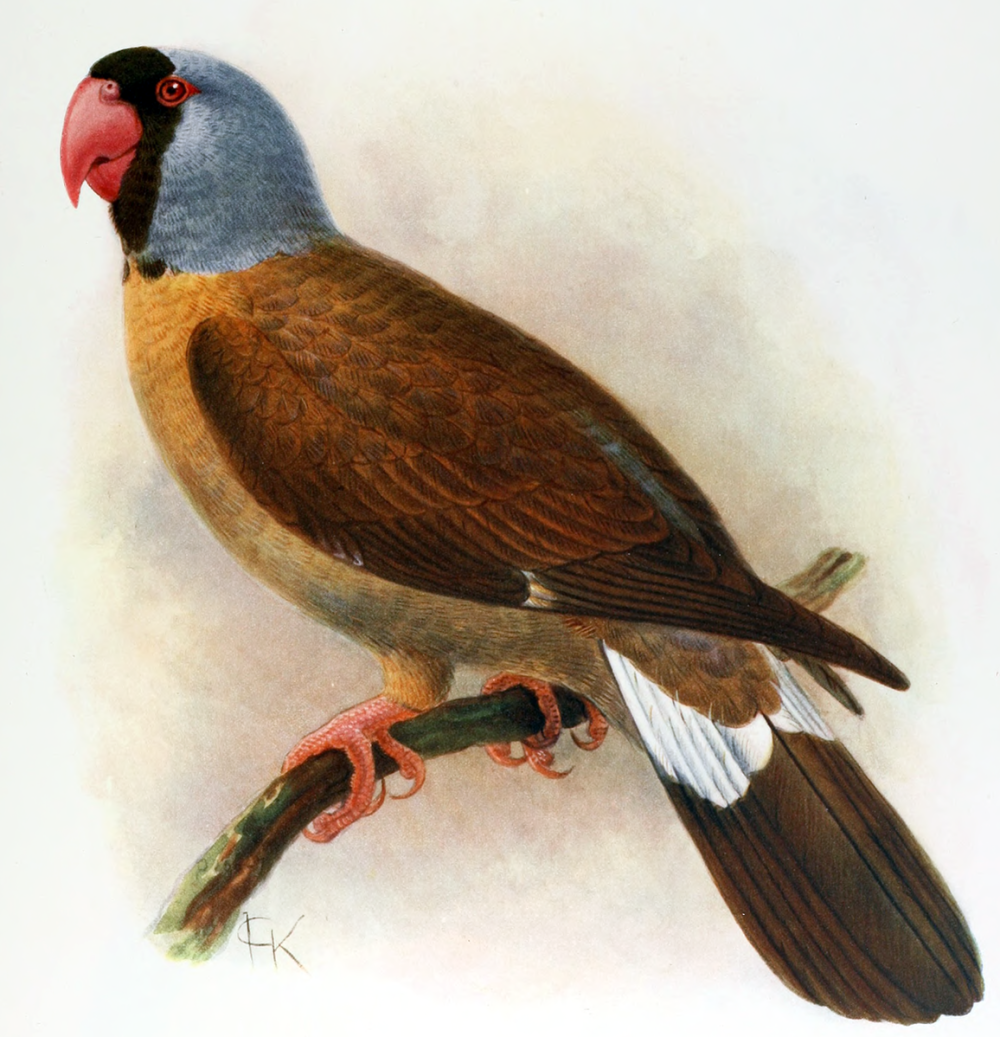 Lophopsittacus mauritianus