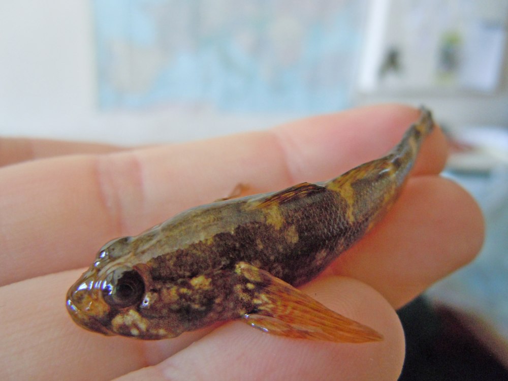 Ponticola platyrostris