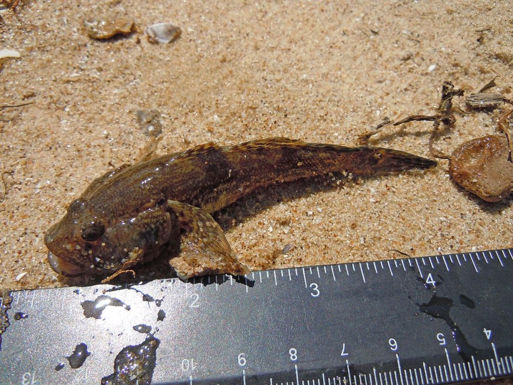 Ponticola eurycephalus