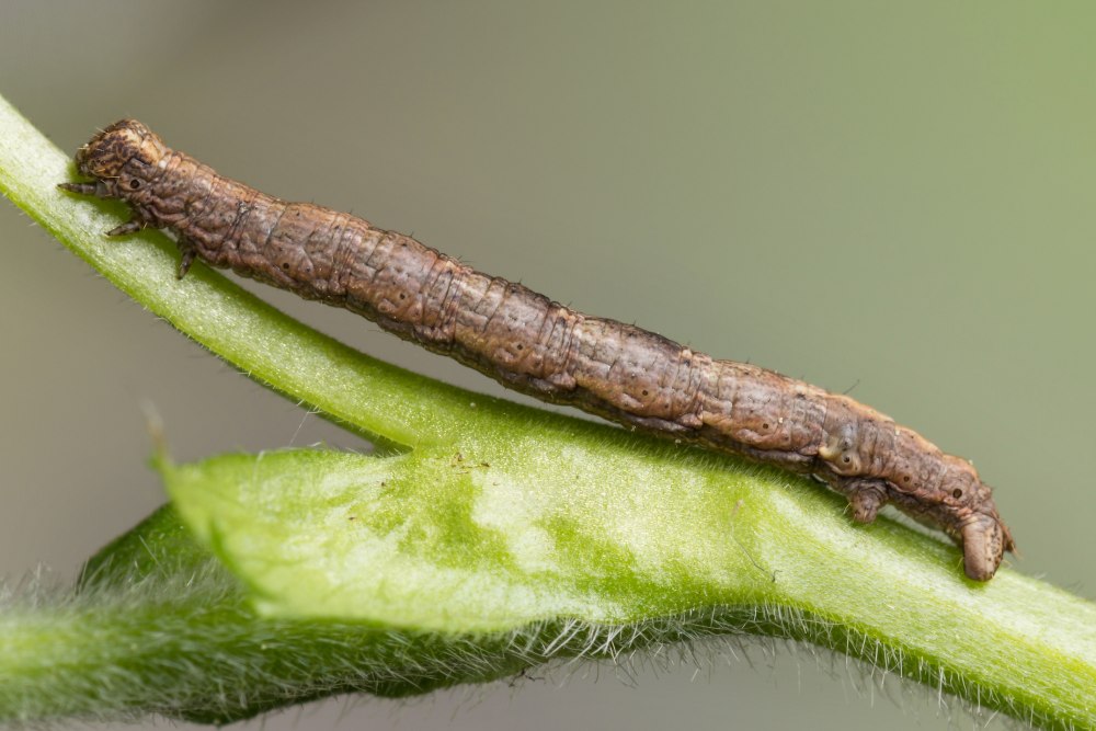 Alcis repandata - гусеница