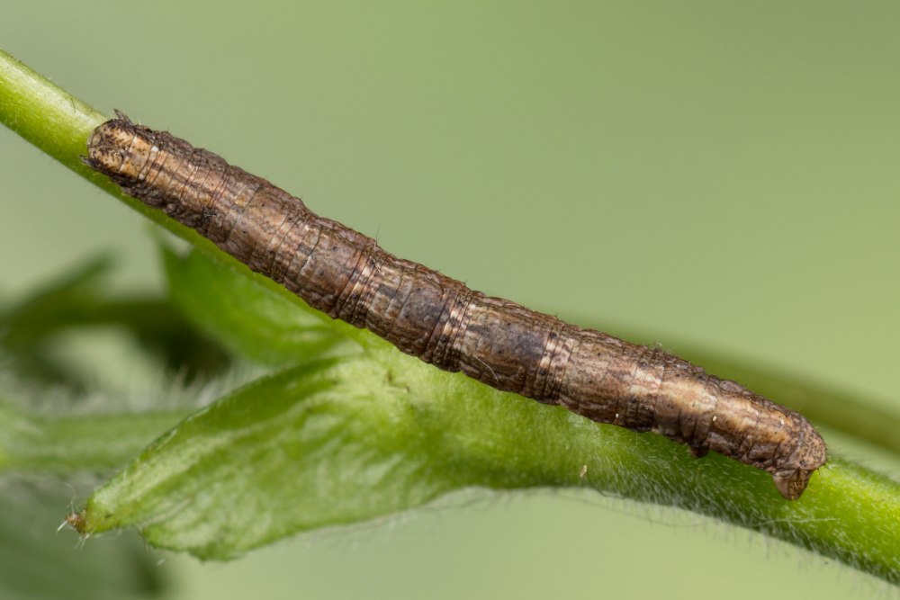 Alcis repandata