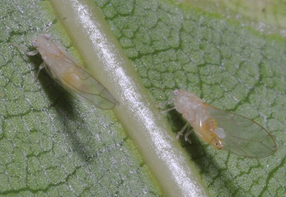 Trioza alacris