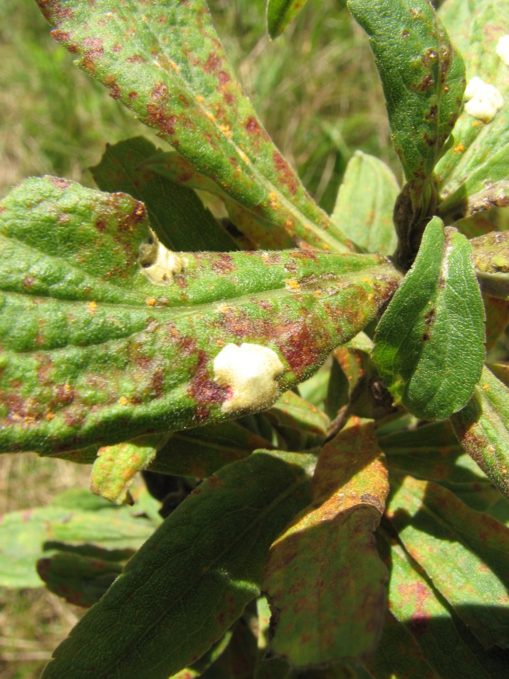 Gall Midge +листья + как избавиться