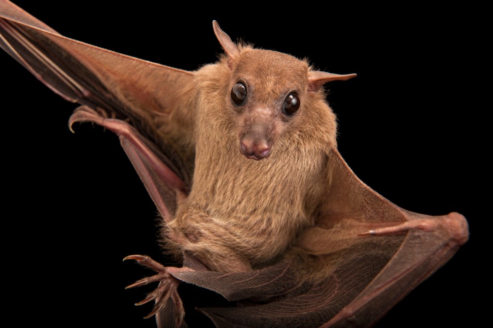 Rousettus aegyptiacus