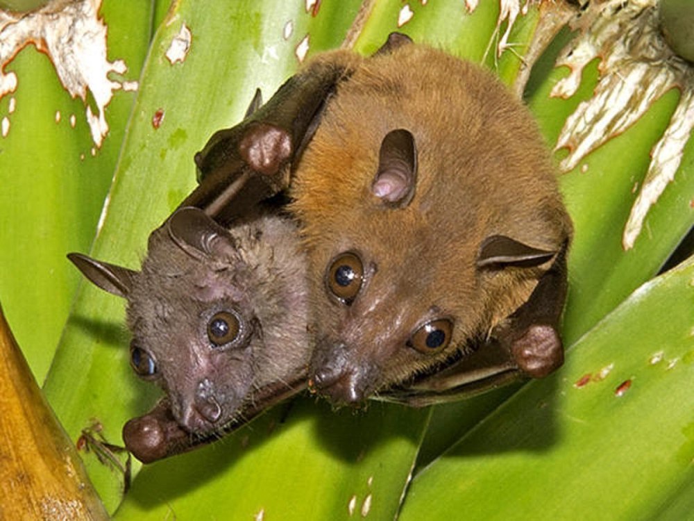 Cynopterus brachyotis