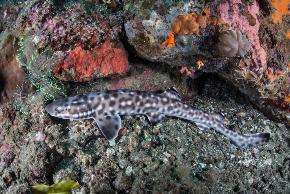 Atelomycterus macleayi