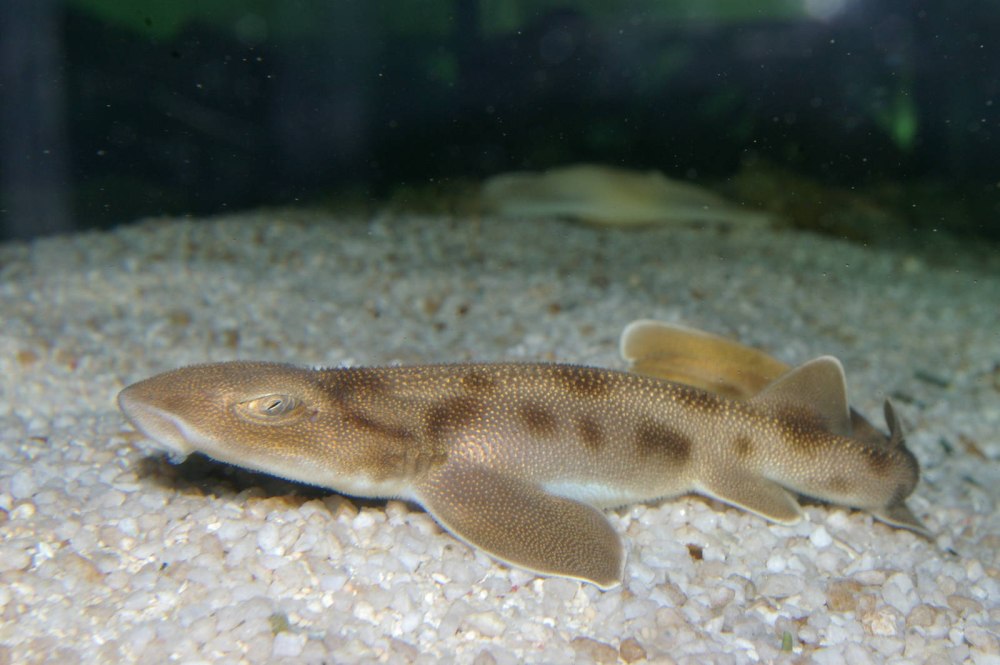 Cephaloscyllium isabellum