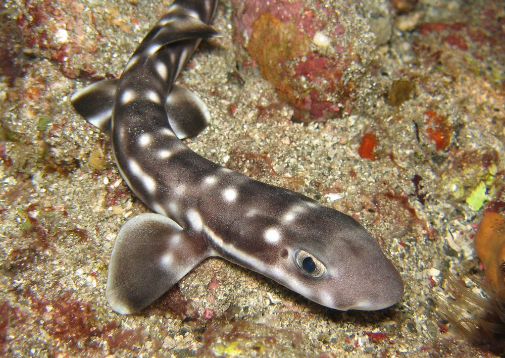 Кошачья акула сциллиум