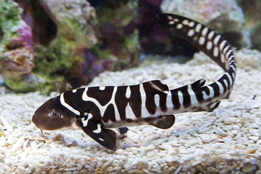 Stegostoma fasciatum
