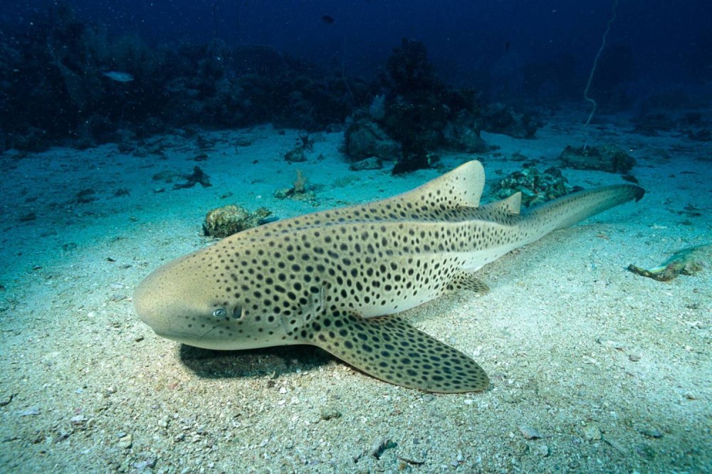 Stegostoma fasciatum