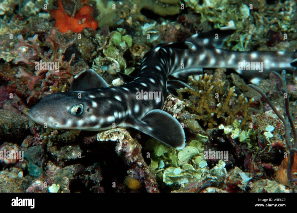 Atelomycterus marmoratus