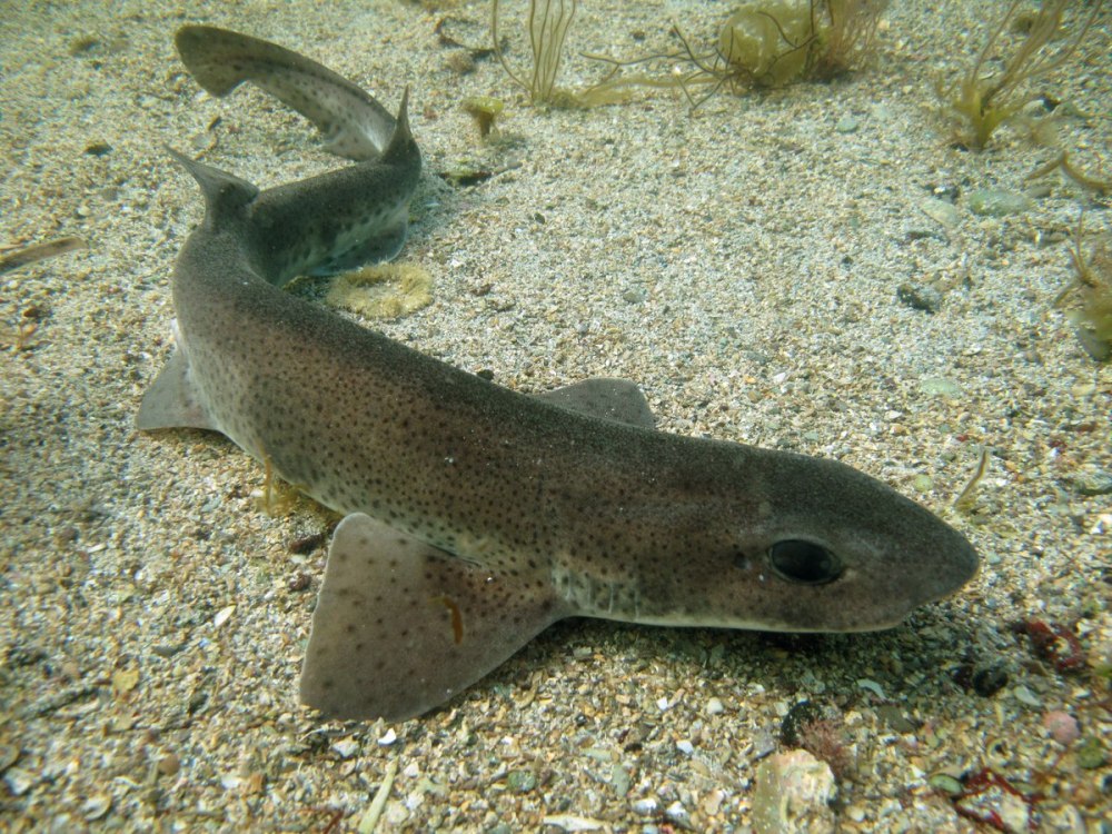 Scyliorhinus canicula Кошачья акула