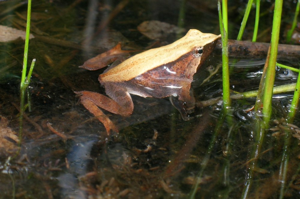 Ranita de Darwin Reserve