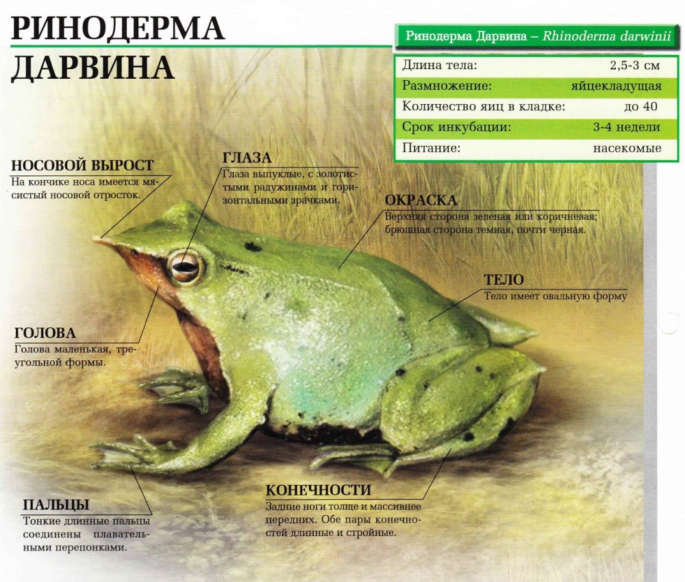 Ринодерма Дарвина головастики