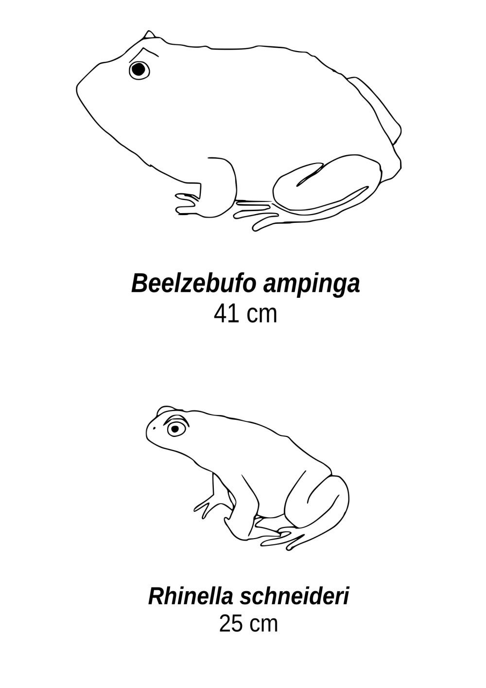 Beelzebufo жаба