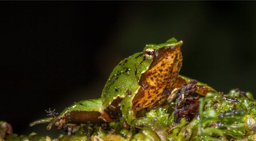 Rhinoderma darwinii